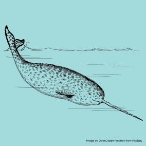 Image of a narwhal
